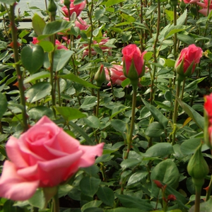 Średnio różowy  - róża wielkokwiatowa - Hybrid Tea